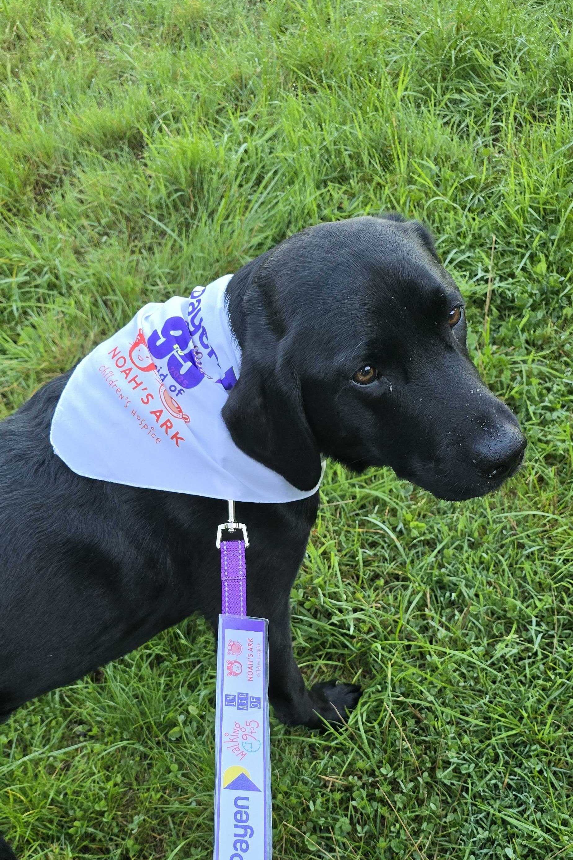 Payen Dog Walking 9 5
